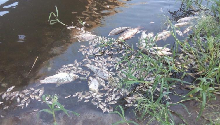 Advierten sobre una posible mortandad de peces en los ríos