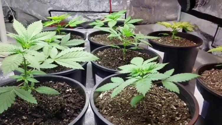Un grupo de madres podrá seguir cultivando cannabis medicinal