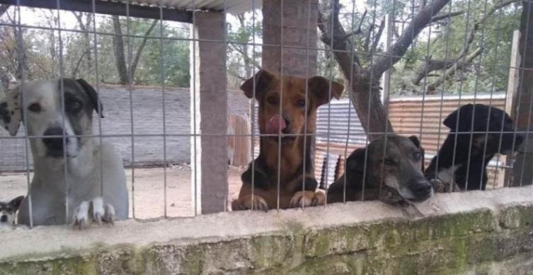 La Protectora de Animales ya cuenta con terreno propio
