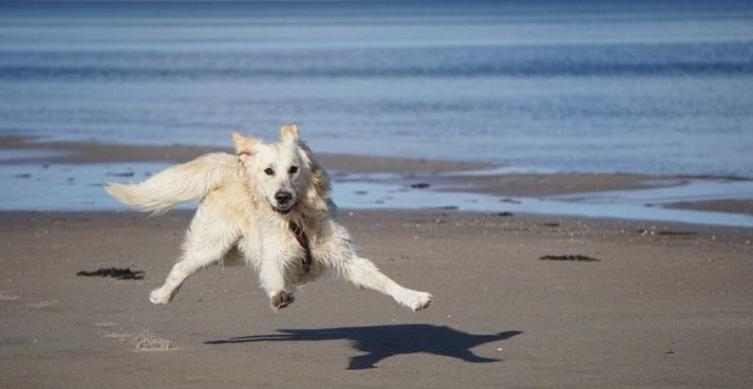 Piden informes sobre presunta intoxicación de perros