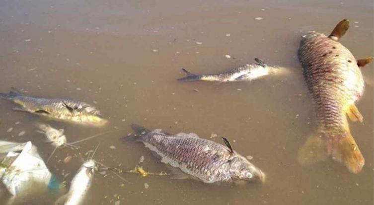 La provincia advierte sobre posible mortandad de peces