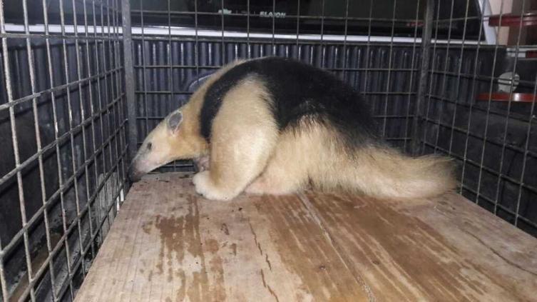 Rescatan un oso hormiguero en el norte de Santa Fe