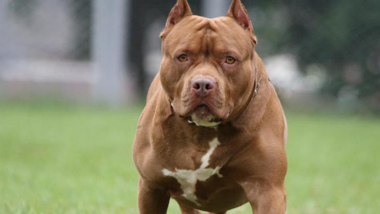 Un pitbull atacó y mordió a un nene 