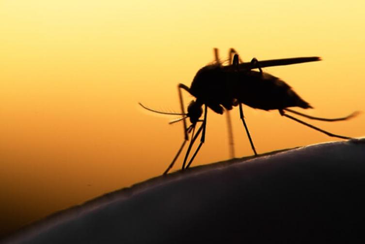 Temporada de mosquitos: control y prevención