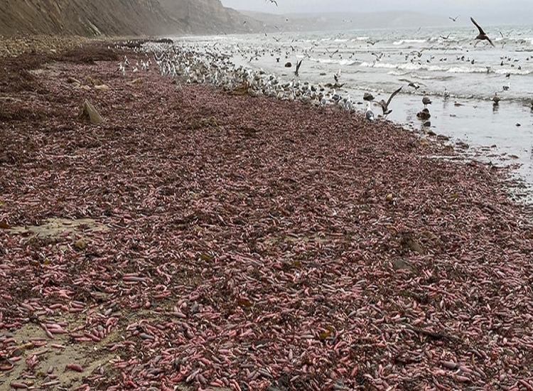 Qué es el “pez pene”, la especie que invadió una playa cercana a Baja California