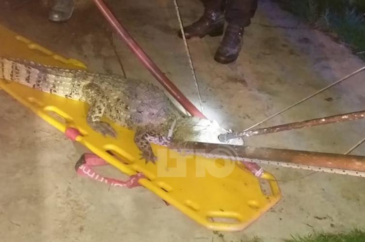 Hallan un yacaré adentro de una vivienda 