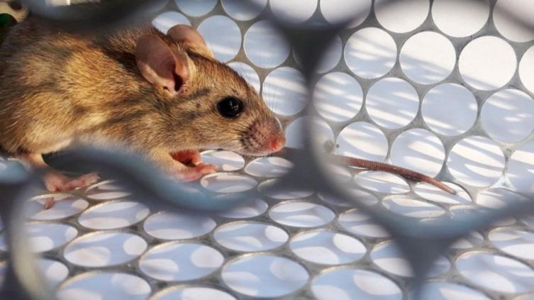 Una mujer está internada por un caso sospechoso de hantavirus