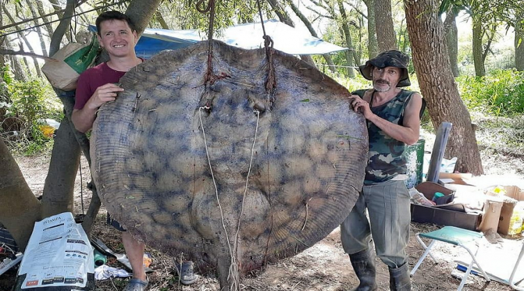 Pescadores santafesinos capturaron una raya de 153 kilos