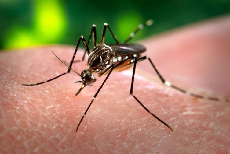 Cómo prevenir el dengue y qué hacer si aparecen síntomas