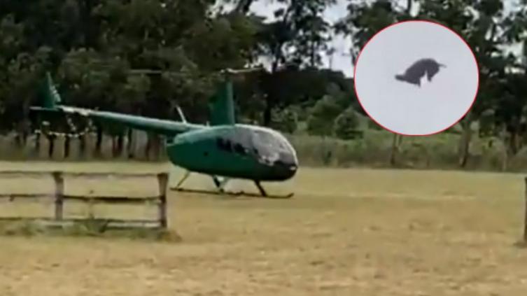 Revelan video inédito del cordero en el helicóptero