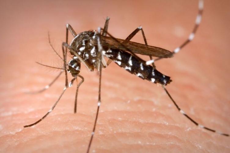 Primer caso de dengue importado en la ciudad de Santa Fe