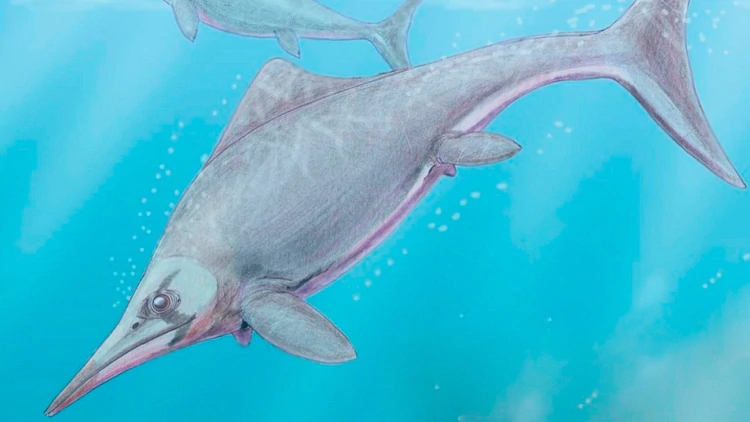 Científicos de La Plata hallaron un reptil marino de 150 millones de años en la Patagonia