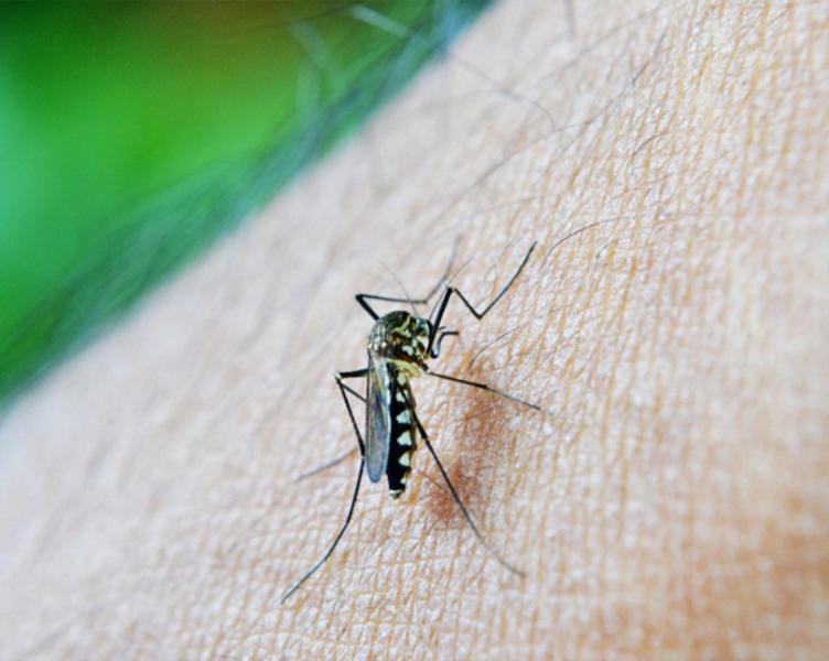 Reconquista confirmó su primer caso de dengue