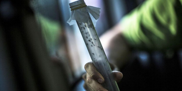 Paraguay confirma 16 muertes por dengue y analiza otros 85.000 casos sospechosos