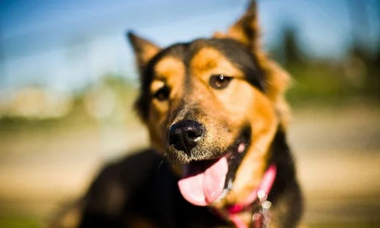 Encontraron la inédita función que cumple la nariz de los perros