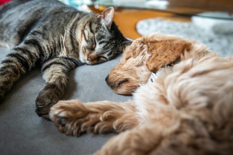 Mascotas,  coronavirus y aislamiento: mitos y realidades