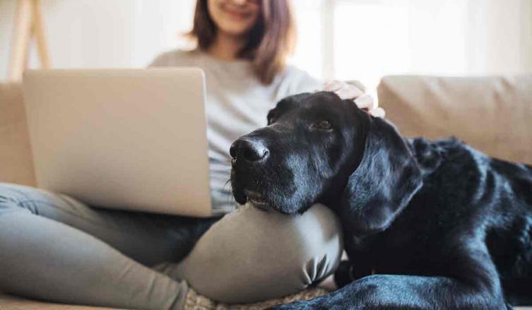 Aseguran que las mascotas incrementan su ansiedad al modificarse sus rutinas