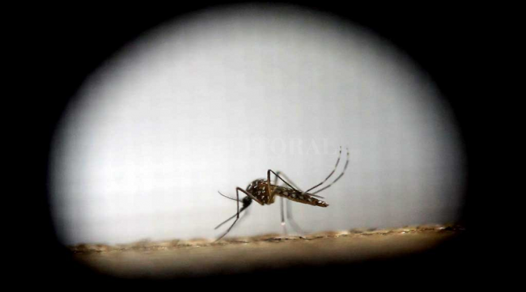 Dengue: 1580 casos en la provincia, 57 en ciudad capital