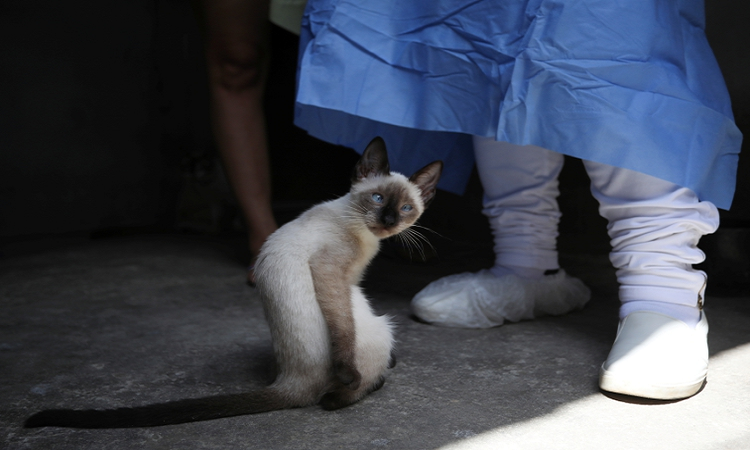 ¿Cuál es el riesgo de que los animales propaguen el coronavirus?