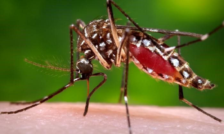Respuestas sobre el dengue