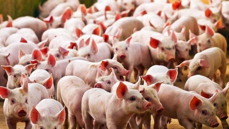 Científicos identificaron en China otro virus respiratorio “con potencial para convertirse en pandemia”