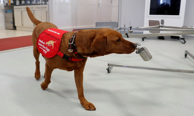La UBA empezará a entrenar perros para detectar el coronavirus