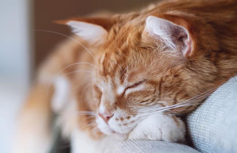 Conoce a Omar, el gato “más grande del mundo”