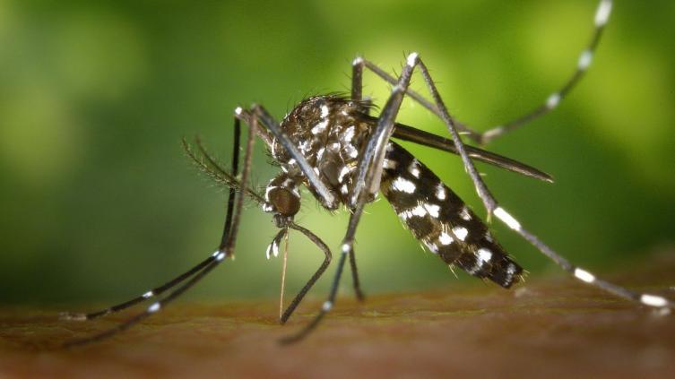 Confirman el mayor registro histórico de dengue en Argentina