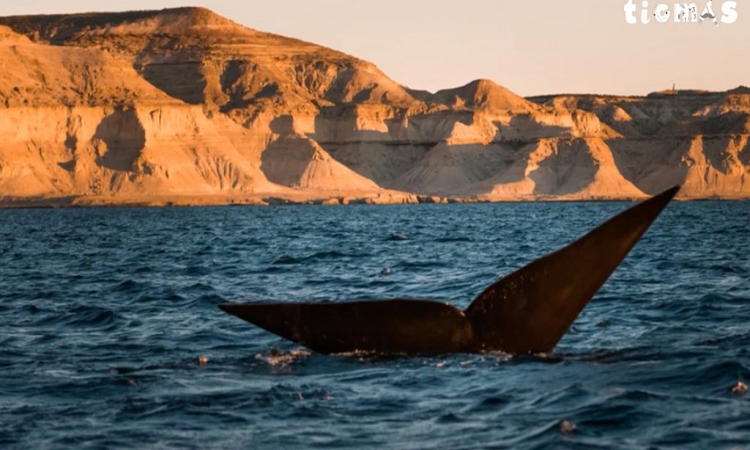 Cómo es la Península Valdés, la reserva natural chubutense