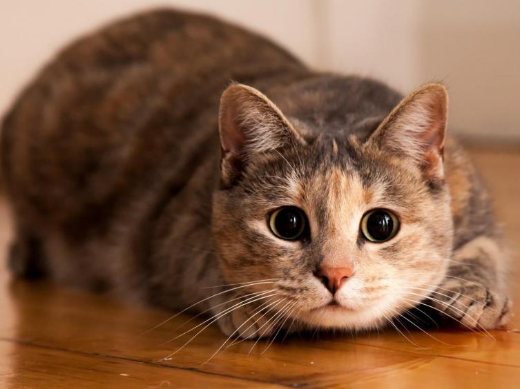 Crean una app para traducir qué dicen los gatos