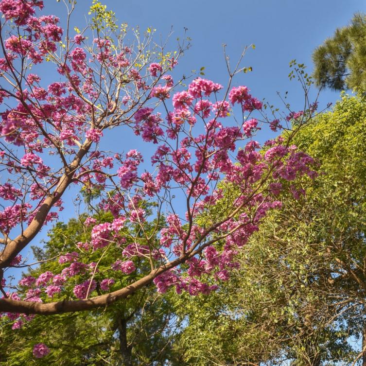 La Municipalidad lanza el programa “Árboles para mi ciudad”