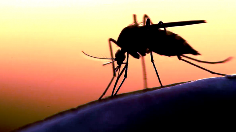Temporada de Dengue: comenzaron las acciones en domicilios particulares