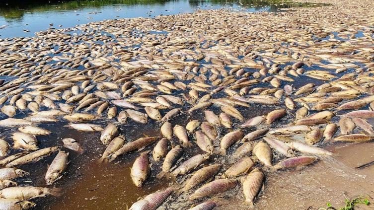 Mortandad de peces: Los estudios realizados confirman la hipótesis del fenómeno natural