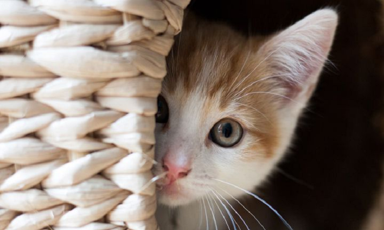 Una app para traducir lo que dice tu gato