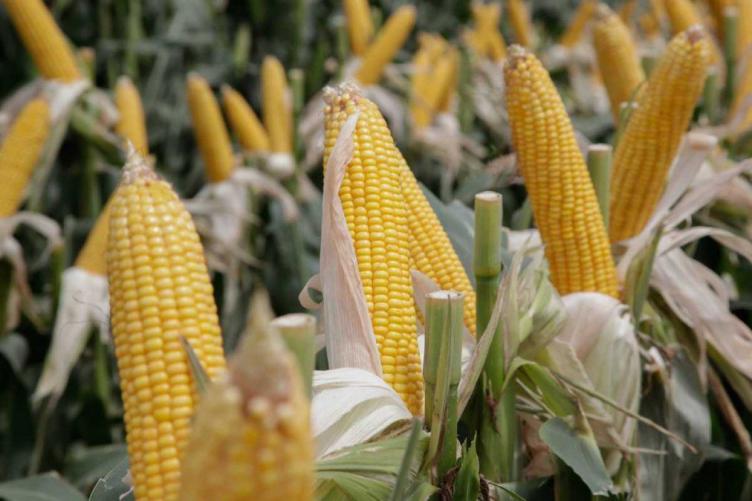 El Gobierno dejará sin efecto todas las restricciones para exportar maíz
