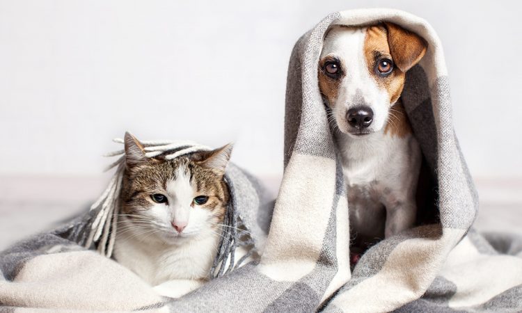 Cómo quitar el olor de tus mascotas en casa