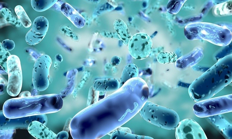 Probióticos: su importancia en la alimentación diaria 