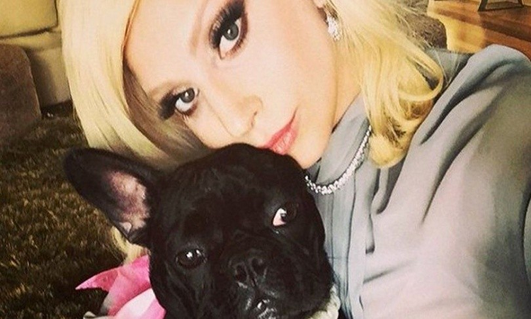 Lady Gaga recompensa con medio millón de dólares para recuperar a sus perros