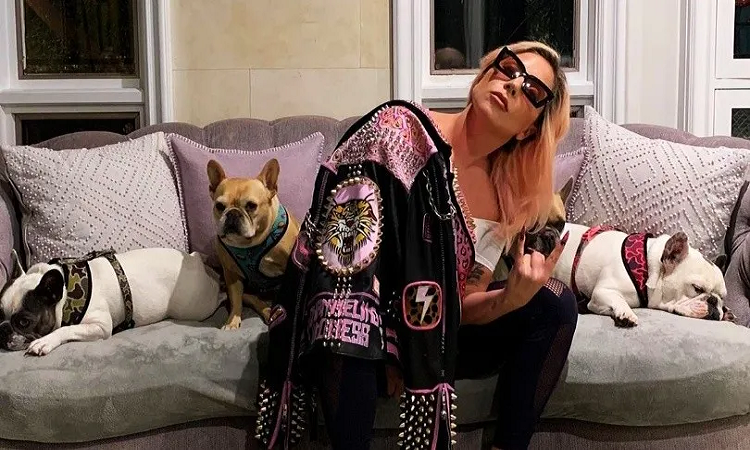 Lady Gaga recuperó los perros que le habían robado