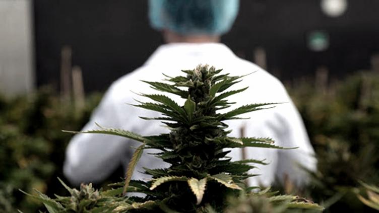 Jujuy calcula en septiembre iniciar la venta de aceite de cannabis en farmacias