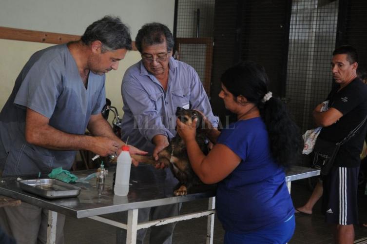 La ciudad lanzó una nueva campaña de castración masiva