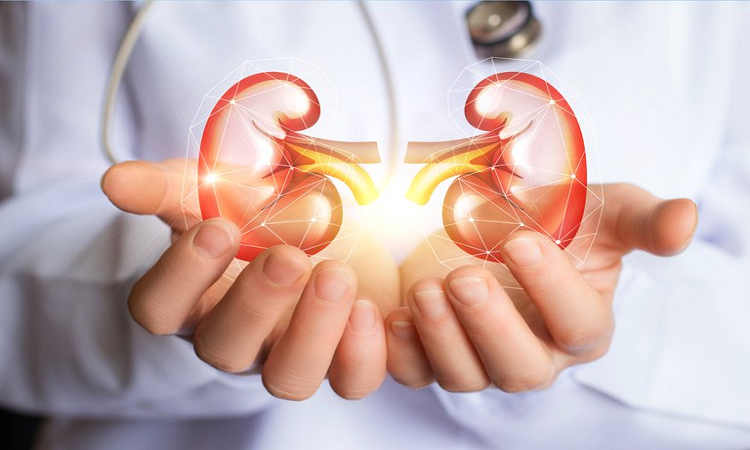 Riñones: reglas de oro para cuidar su salud