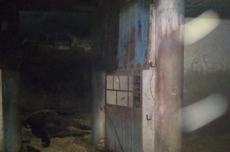 Murieron varios caballos tras un incendio en el jockey club