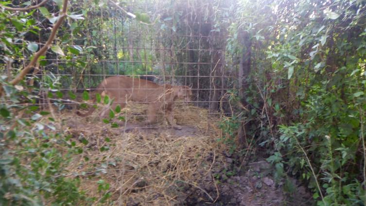 Rescatan animales en Desvío Arijón