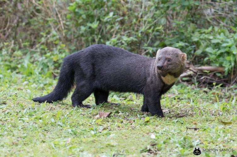 Detectaron dos especies animales nunca antes vistas en la provincia