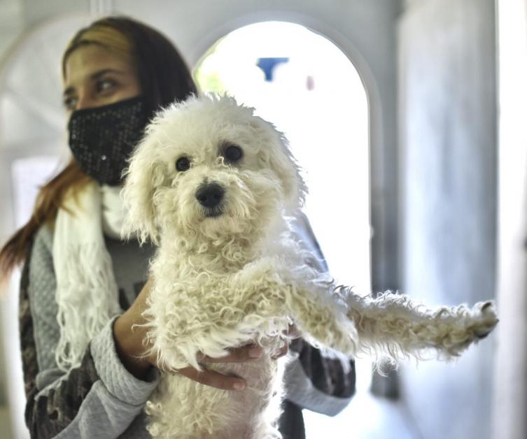 Se realizaron cerca de 7 mil castraciones en tres meses