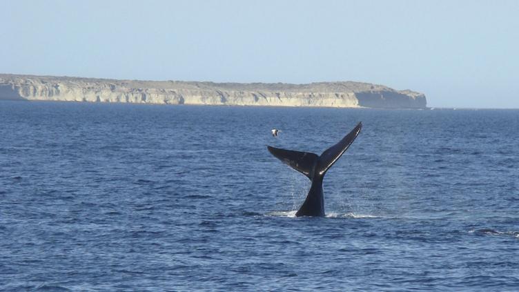 Puerto Madryn inauguró la temporada de ballenas