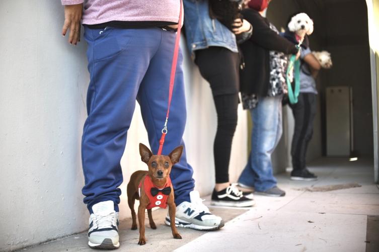 Cómo sigue la campaña gratuita en distintos puntos de la ciudad