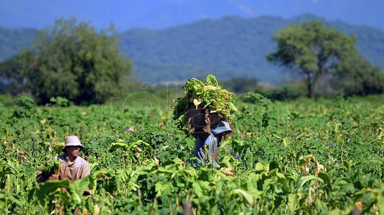 Plan de promoción y protección del trabajo rural registrado