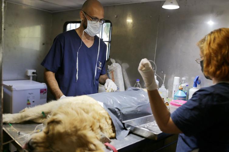 Cronograma de castración y vacunación para animales de compañía